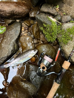 ヤマメの釣果