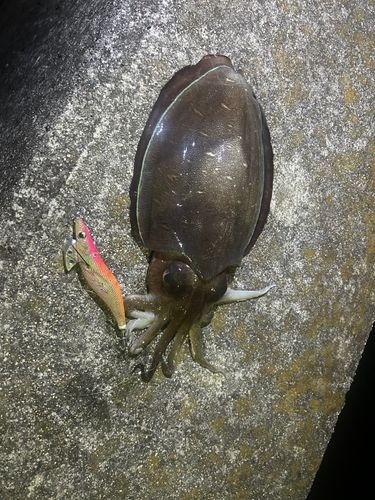 モンゴウイカの釣果