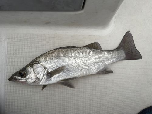 ヒラスズキの釣果