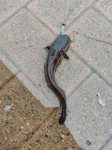 ゴンズイの釣果