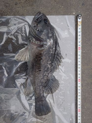 クロソイの釣果