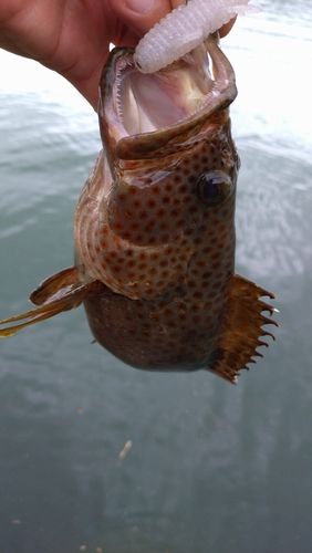 オオモンハタの釣果