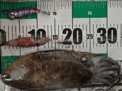 コウイカの釣果