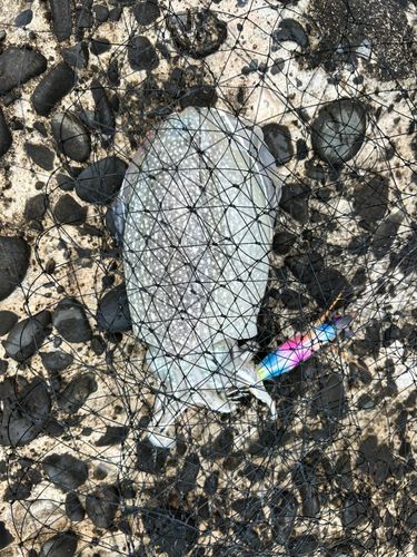 シリヤケイカの釣果