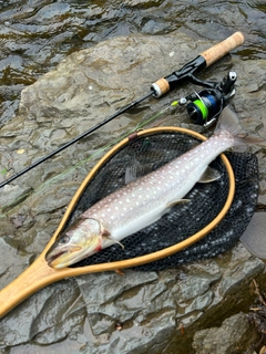 アメマスの釣果