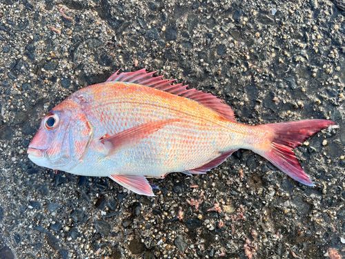 マダイの釣果