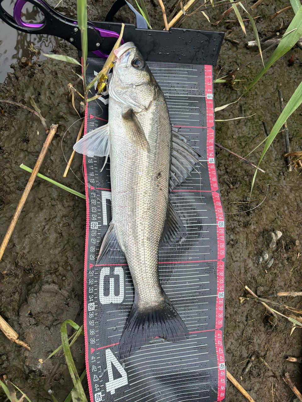DAIWA 21ラブラックス AGS 100Mの最安値・インプレ・釣果 | 本音の