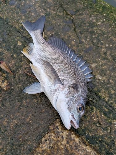 キビレの釣果