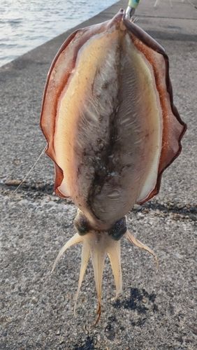 モンゴウイカの釣果