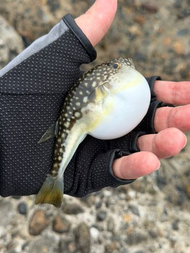 クサフグの釣果