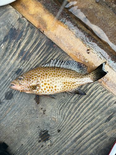 オオモンハタの釣果