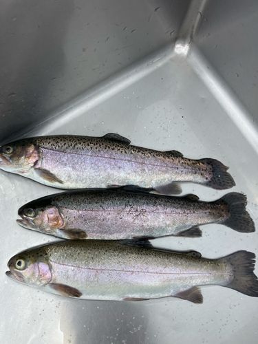 ニジマスの釣果