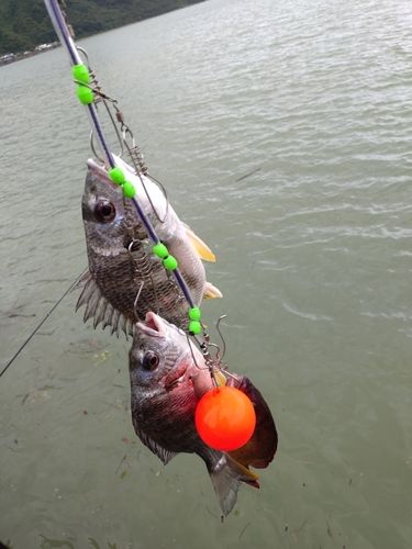 キビレの釣果