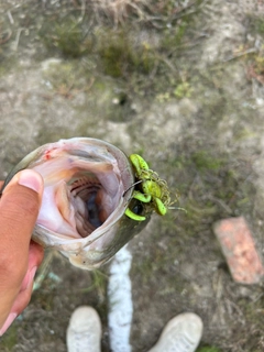 ブラックバスの釣果
