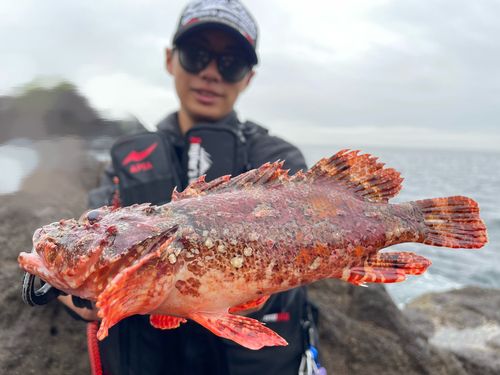オニカサゴの釣果