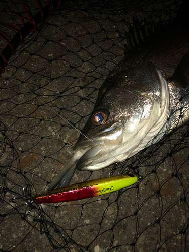 スズキの釣果