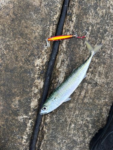 サバの釣果