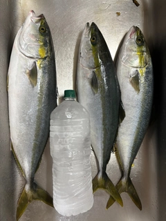 イナダの釣果
