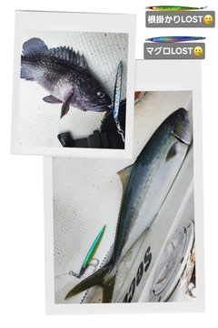 ブリの釣果