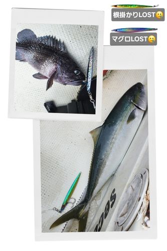 ブリの釣果