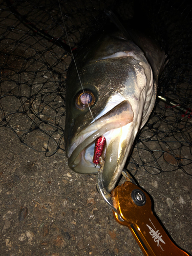 スズキの釣果