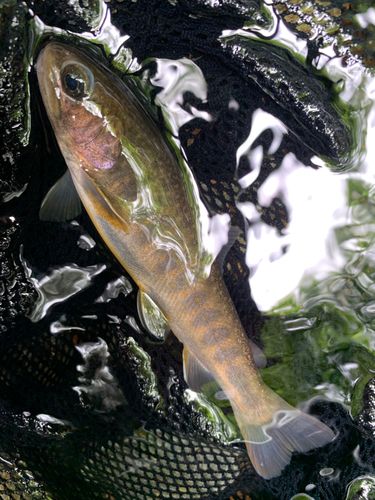 ニッコウイワナの釣果
