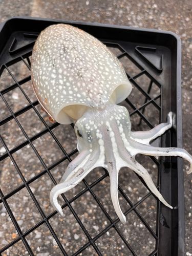 シリヤケイカの釣果