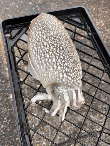 シリヤケイカの釣果