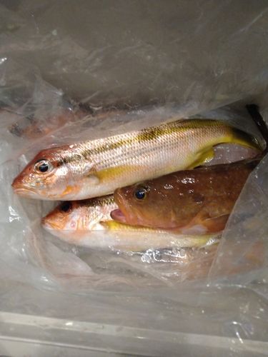 ヨコスジフエダイの釣果
