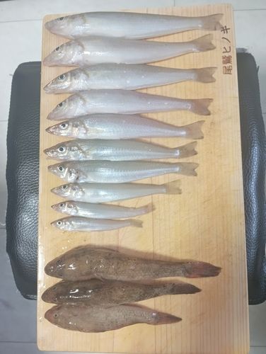 キスの釣果