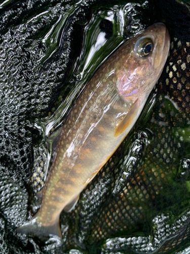 ニッコウイワナの釣果