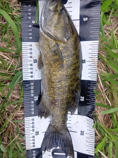 スモールマウスバスの釣果