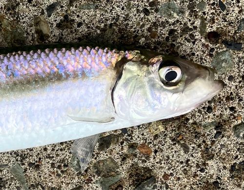 ニシンの釣果