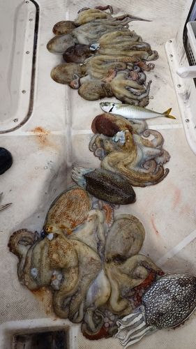 タコの釣果