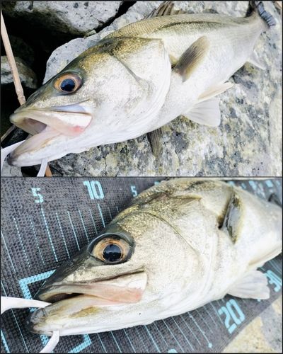 シーバスの釣果