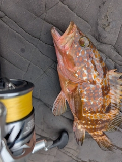 キジハタの釣果