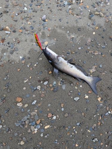 アメリカナマズの釣果
