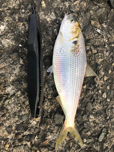 コノシロの釣果