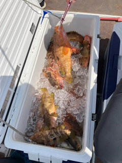 キジハタの釣果