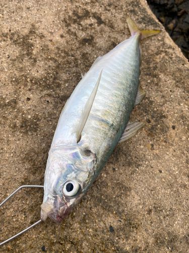 マルアジの釣果