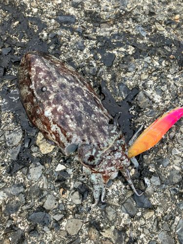 コウイカの釣果