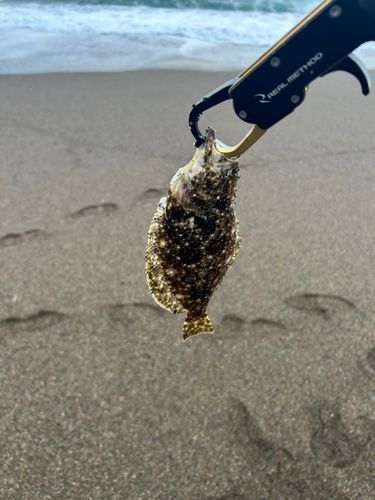 ソゲの釣果