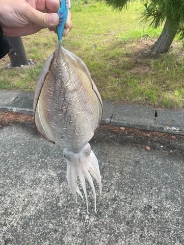 モンゴウイカの釣果