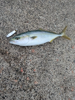 イナダの釣果