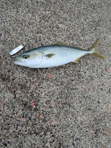 イナダの釣果