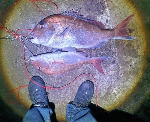 マダイの釣果