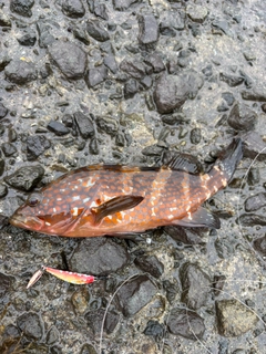キジハタの釣果