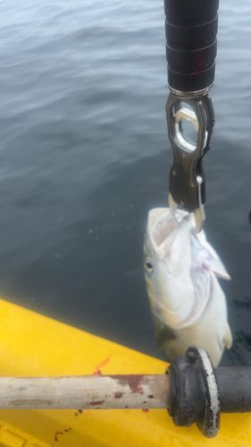 ワラサの釣果