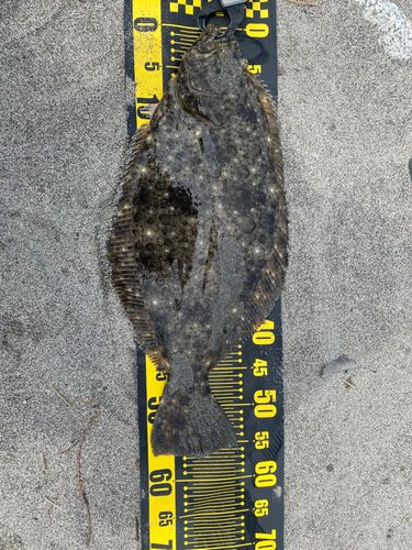 ヒラメの釣果