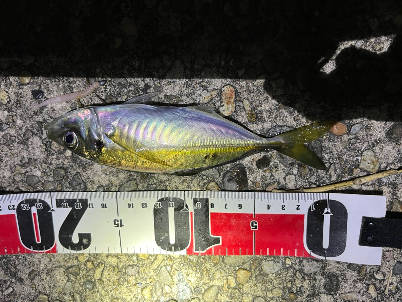 SHIMANO 23ソアレ BB S80L-Sの最安値・インプレ・釣果 | 本音の口コミ